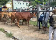Meski Harga Hewan Kurban Naik, Peternak di Trenggalek Masih Trauma Wabah PMK