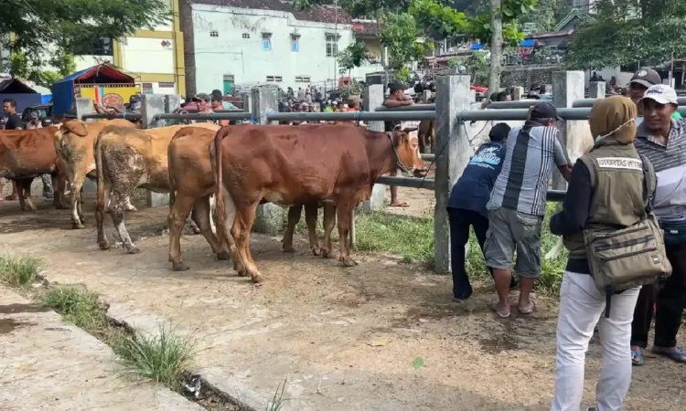 Meski Harga Hewan Kurban Naik, Peternak di Trenggalek Masih Trauma Wabah PMK