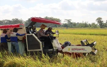 Kapolres Trenggalek Dorong Ketahanan Pangan, Hadiri Panen Raya Perdana Padi Organik