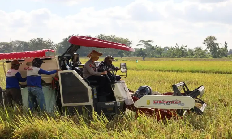 Kapolres Trenggalek Dorong Ketahanan Pangan, Hadiri Panen Raya Perdana Padi Organik
