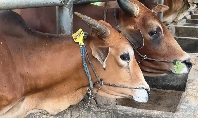 Meski Kurang Diminati Warga Trenggalek, Sapi Galekan Ternyata Lebih Kebal PMK