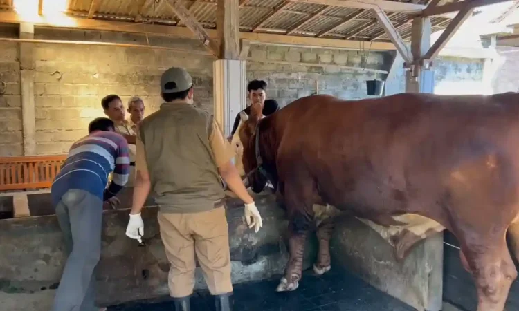 Sapi Kurban Bantuan Presiden di Trenggalek Dinyatakan Sehat, Dikurbankan di Masjid Ngelo