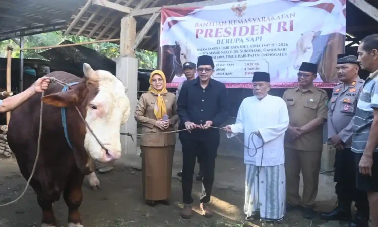 Sapi Kurban Berat 1,37 Ton Bantuan Presiden Diserahkan Wabup Trenggalek ke Masjid Ngelo