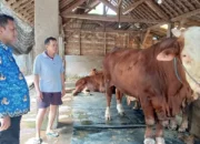 Sapi Berbobot 1,37 Ton Milik Warga Trenggalek Terpilih Jadi Hewan Kurban Presiden Prabowo