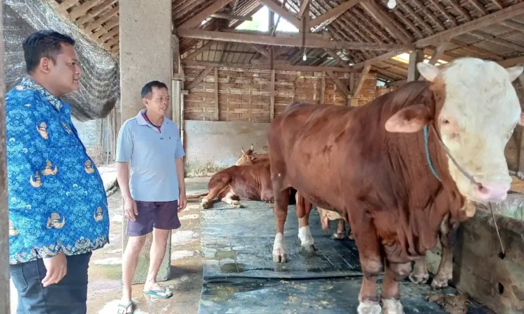 Sapi Berbobot 1,37 Ton Milik Warga Trenggalek Terpilih Jadi Hewan Kurban Presiden Prabowo