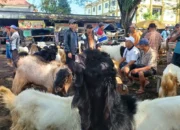 Kenali Tanda-tanda PMK, Peternak di Trenggalek Harus Tau Kambing Bisa Jadi Pembawa Tanpa Gejala