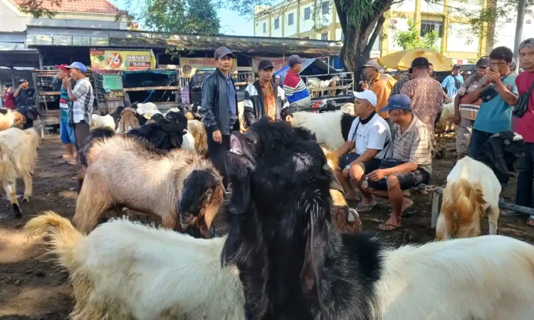 Kenali Tanda-tanda PMK, Peternak di Trenggalek Harus Tau Kambing Bisa Jadi Pembawa Tanpa Gejala