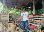 Trenggalek