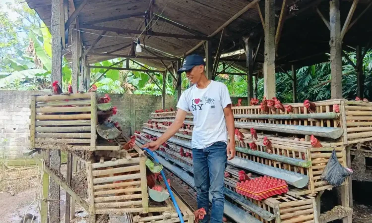 Harga Pakan Naik, Ratusan Peternak Ayam di Trenggalek Manfaatkan Subsidi Jagung