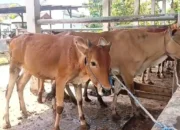 Trenggalek