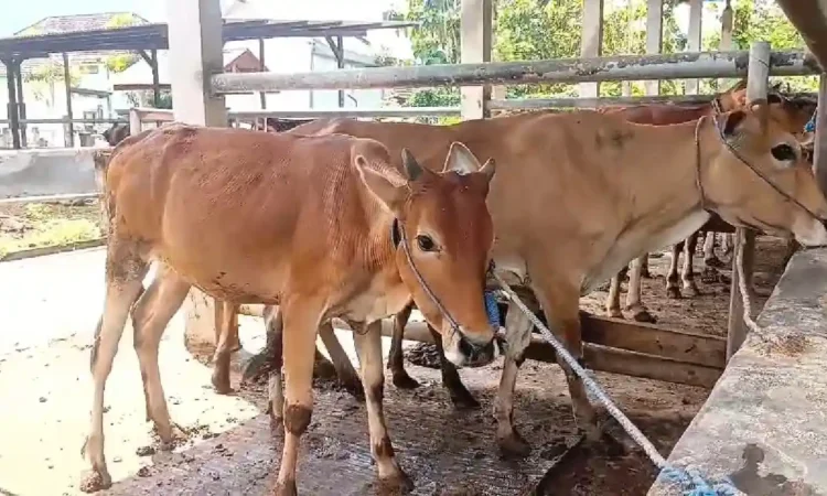 Sapi Nggalekan Bertahan Sebagai Plasma Nutfah Asli Trenggalek, Pelestarian Melalui IB