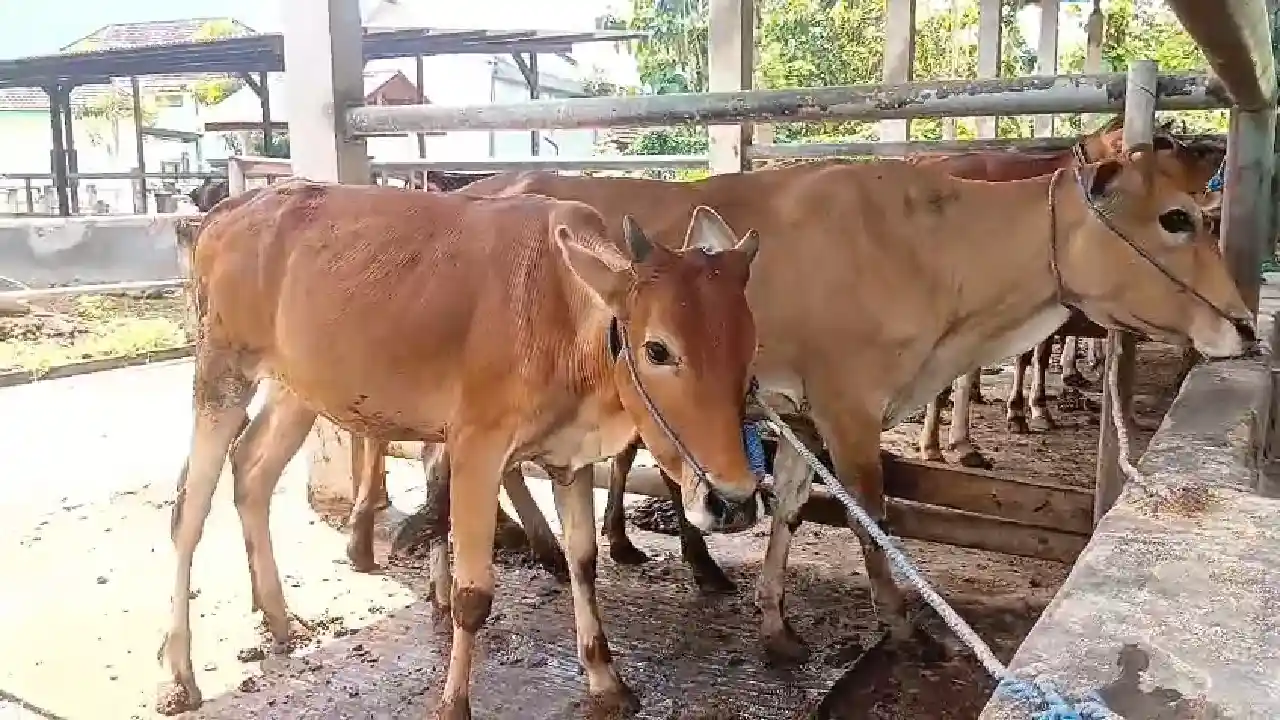 Trenggalek
