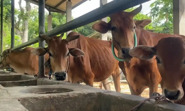 Sapi Asli Trenggalek Bertubuh Kecil, Dinas Akui Sapi Galekan Kalah Jika Untuk Bisnis