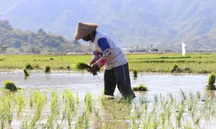 Bulog Beli Gabah Petani Trenggalek Rp 6.500 per Kg, Kecamatan Tugu Jadi Sentra Serapan