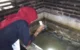 Kasus DBD di Trenggalek Menurun Saat Musim Kemarau, Dinkes Minta Warga Tetap Waspada dan Aktifkan Jumantik