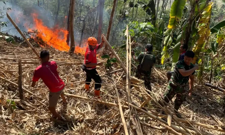 3,5 Hektar Lahan di Trenggalek Terbakar, Diduga Dipicu Akibat Puntung Rokok