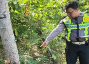 Trenggalek