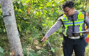 Trenggalek