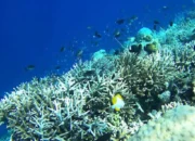 Trenggalek