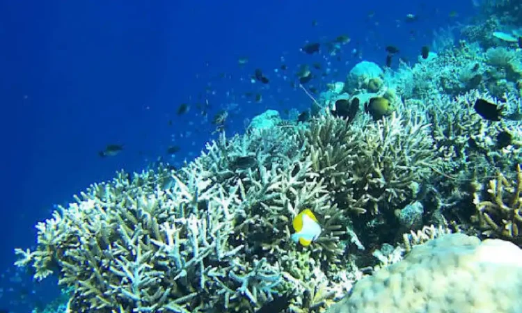 Transplantasi Terumbu Karang di Pantai Mutiara Trenggalek Berbuah Hasil, Ikan Endemik Mulai Kembali Bermunculan