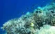 Transplantasi Terumbu Karang di Pantai Mutiara Trenggalek Berbuah Hasil, Ikan Endemik Mulai Kembali Bermunculan