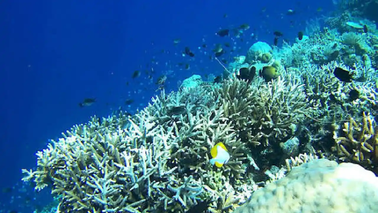 Trenggalek