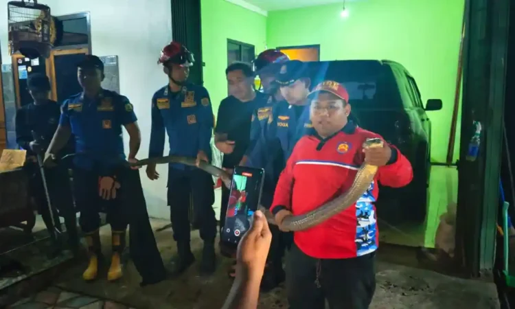 Geger King Kobra Sepanjang 3,5 Meter Masuk Garasi Rumah Warga Trenggalek, Damkar Turun Tangan