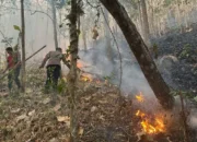 Karhutla di Gunung Rajekwesi Trenggalek, Dua Hektare Hutan Terbakar