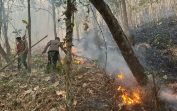 Karhutla di Gunung Rajekwesi Trenggalek, Dua Hektare Hutan Terbakar