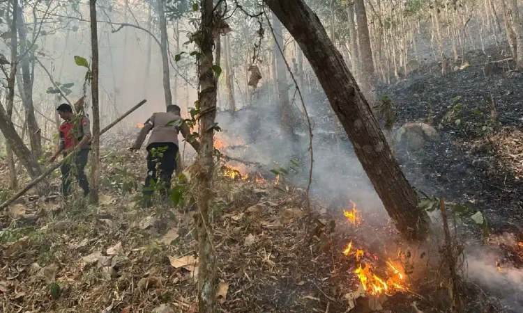 Karhutla di Gunung Rajekwesi Trenggalek, Dua Hektare Hutan Terbakar