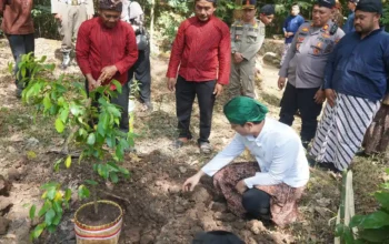 Metri Bumi di Gandusari Trenggalek, Bupati Ungkap Musim Kering Air Sawah Tetap Mengalir
