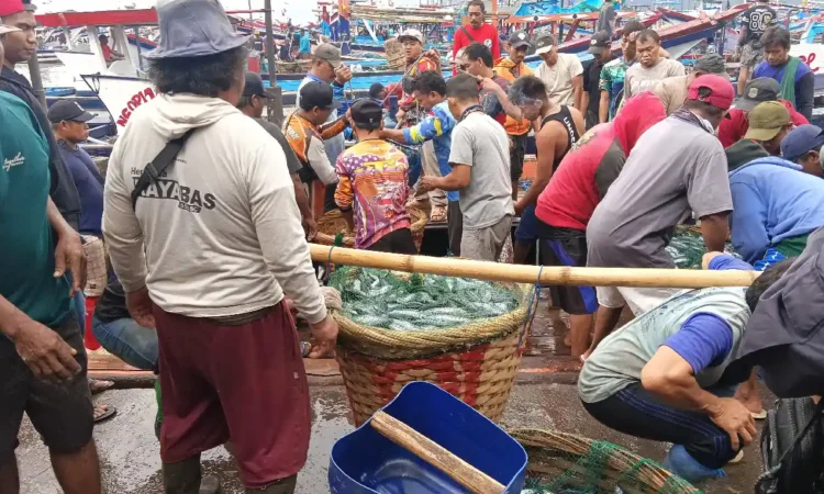 Kabar Gembira Nelayan Trenggalek, Hasil Tangkapan Melimpah Harga Ikan Naik