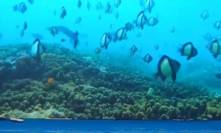 Pokmaswas Rembeng Raya Ingin Kembangkan Taman Laut di Pantai Mutiara Trenggalek