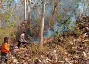 2 Hektar Lahan Hutan di Trenggalek Terbakar, Lokasi di Gunung Jolangkas Gador