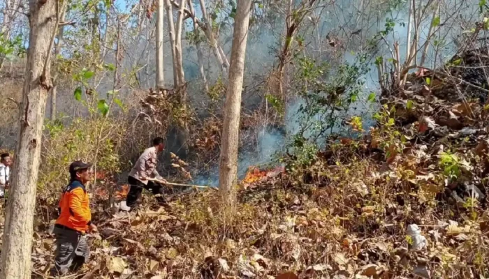 2 Hektar Lahan Hutan di Trenggalek Terbakar, Lokasi di Gunung Jolangkas Gador