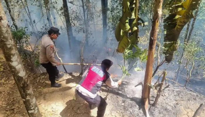 Karhutla di Trenggalek, 1 Hektar Lahan Hutan Desa Cakul Terbakar