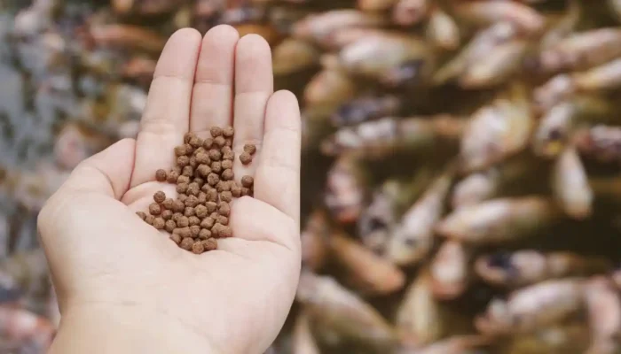 Membuat Pakan Sendiri: Untung Rugi Formulasi Pakan Ikan Skala Rumahan