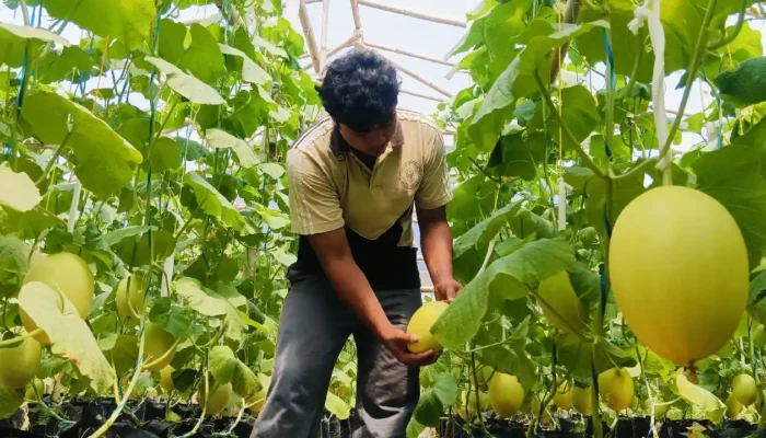 Pulang ke Kampung, Pemuda Trenggalek Ini Sukses Bertani Melon di Greenhouse