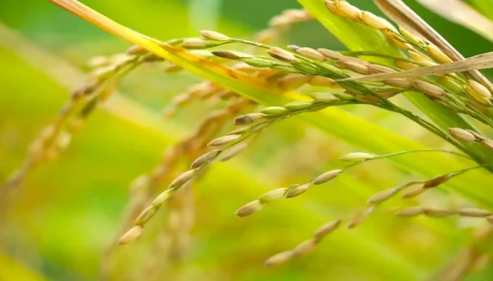 Manfaatkan Air Bendungan Tugu Trenggalek, Sawah 600 Hektar Selamat dari Ancaman Gagal Panen